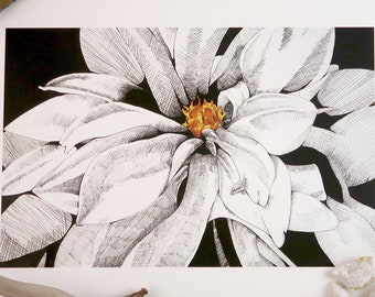 Schwarz und weiße Dahlie Blume Illustration Druck, signierte botanische Illustration, Kunstdruck