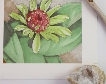 Giclee flower print from original zinnia drawing