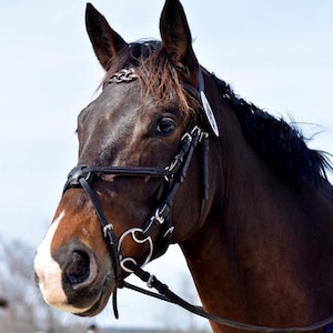 Handmade Leather Browband: Celtic Knot Horse Bridle - Black or Brown