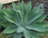 Agave Attenuata or Foxtail Agave plant SIX quot or larger in diameter. Bare root