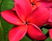 Rare PLUMERIA Red Kona plumeria One 8 to 12 inches long cutting. Deep red flowers. Huge flowers exotic scent