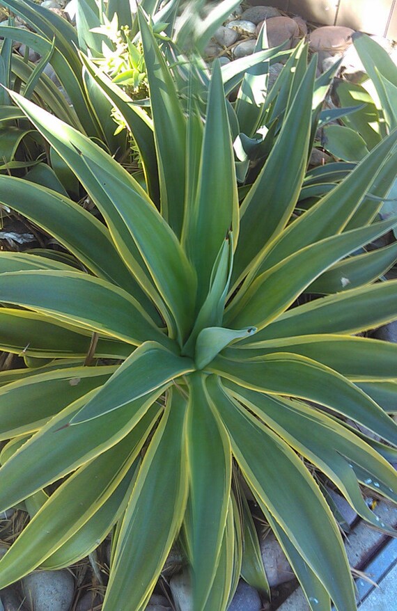 Rare Variegated Agave five pups. baby plants ready to grow a Etsy