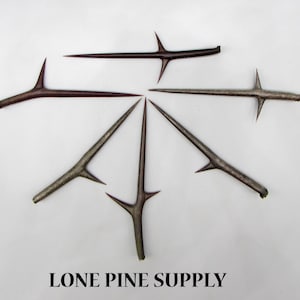 6 Extra Extra Large Honey Locust Thorns. XX Large Thorns, 6 Honey Locust Thorns, 3 1/2-4 Inch Locust Thorns
