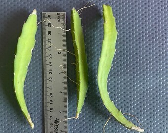 Dragon Fruit Cuttings