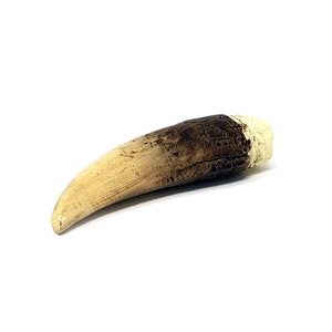 Large Crocodile Tooth from Lake Placid - Horror Prop Replica
