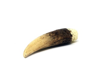 Large Crocodile Tooth from Lake Placid - Horror Prop Replica