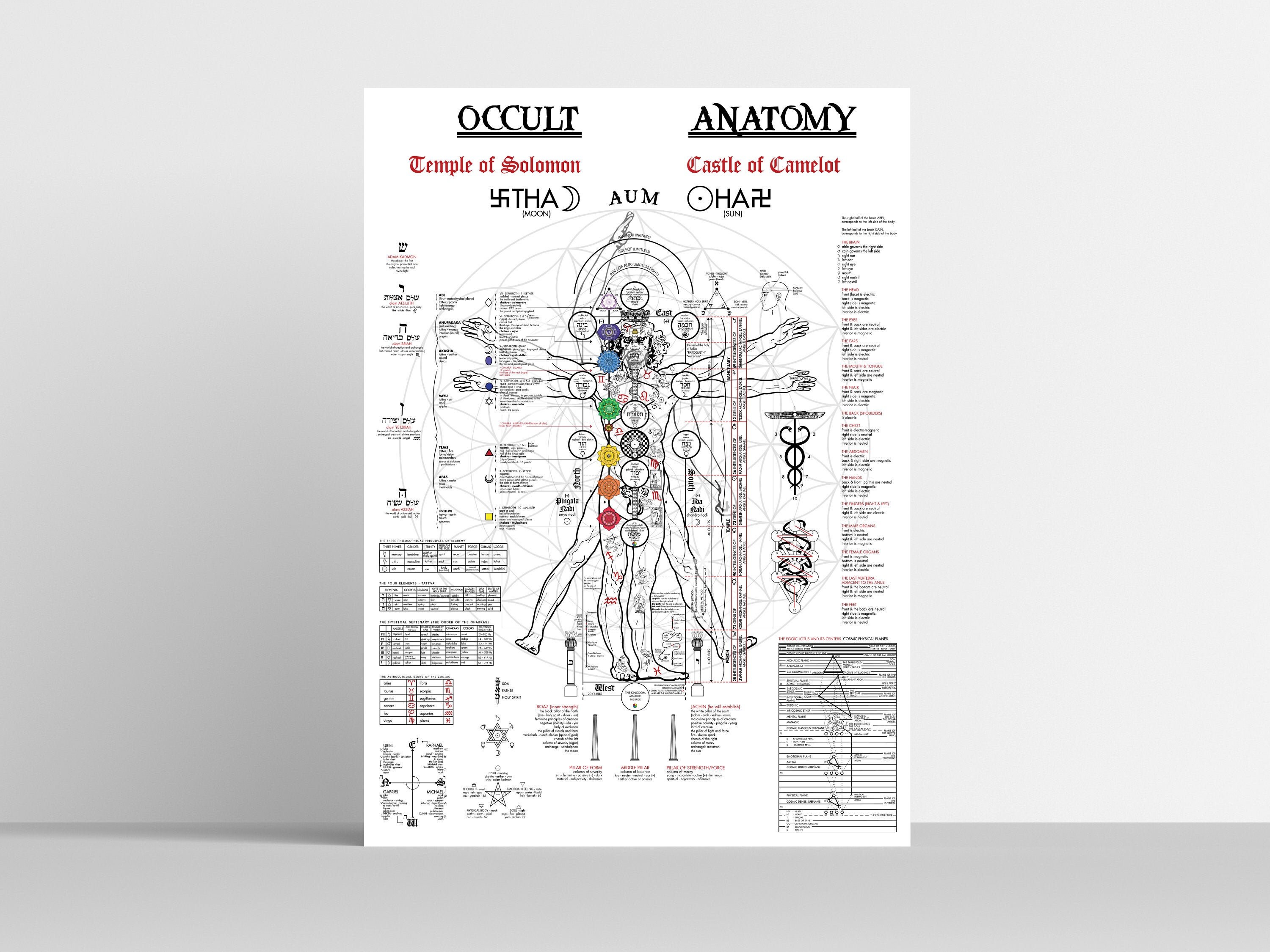 Occult Anatomy Large Occult Poster 24x36 Occult | Etsy
