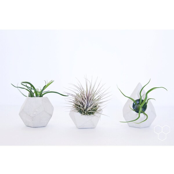 Geometric Holiday 3PC gift set - Includes FREE Air Plants - Limited time only