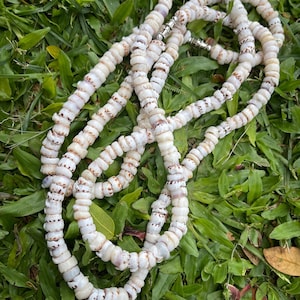 May include: A necklace composed of small, round, white seashells with brown and purple markings. The necklace is strung together with a silver clasp and is displayed on green grass. The shells are uniform in size and shape.
