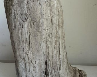 White Petrified Wood Rough Natural Display Item ocean beach log one of a kind 12”