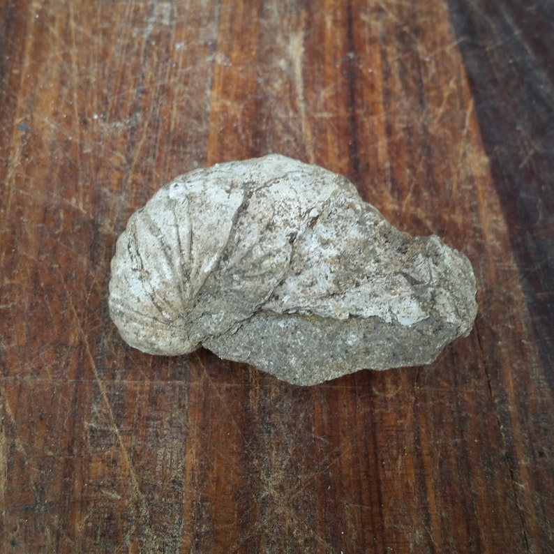 Unique Wine Lover Gift of French Vineyard Gryphaea Fossil from ancient Jurassic seabed in Burgundy France.
