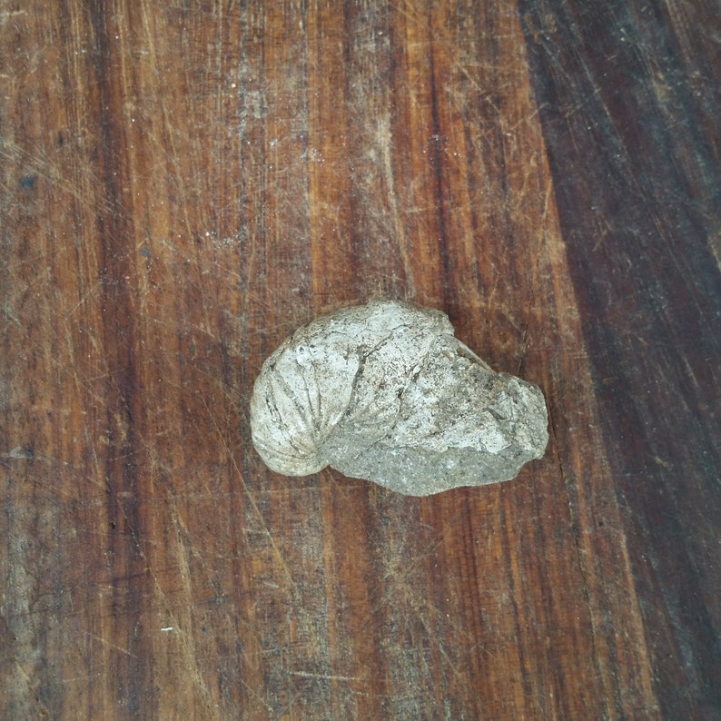 Unique Wine Lover Gift of French Vineyard Gryphaea Fossil from ancient Jurassic seabed in Burgundy France.