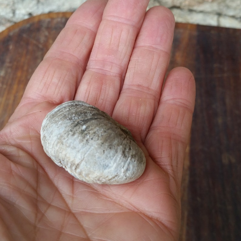 Ancient FRENCH VINEYARD FOSSIL of Devils Toenail or Gryphaea, an Oyster Shell fossil from ancient Jurassic Bourgogne France seabed. 画像 7