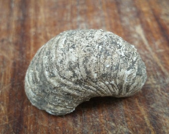 French Vineyard Gryphaea Fossil from ancient Jurassic Bourgogne France seabed, now famous area for wine making.