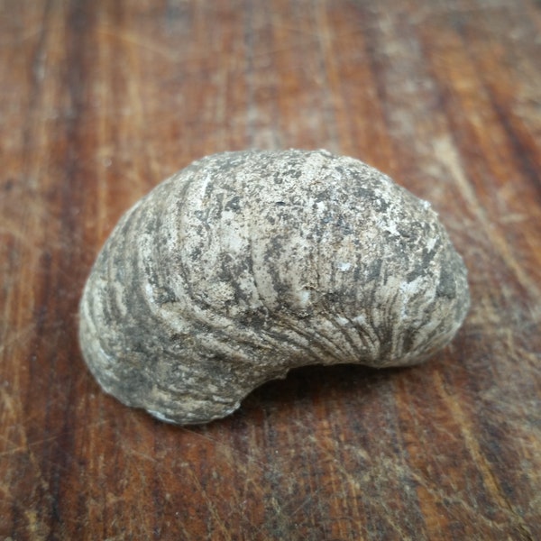 French Vineyard Gryphaea Fossil from ancient Jurassic Bourgogne France seabed, now famous area for wine making.