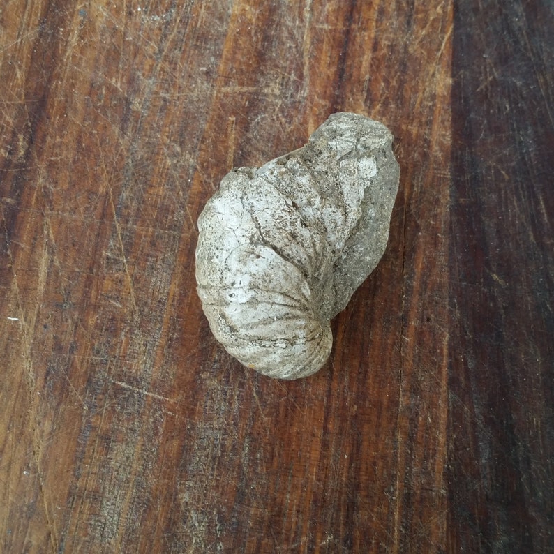 Unique Wine Lover Gift of French Vineyard Gryphaea Fossil from ancient Jurassic seabed in Burgundy France.