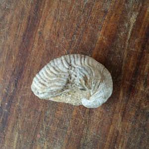 Ancient FRENCH VINEYARD FOSSIL of Devils Toenail or Gryphaea, an Oyster Shell fossil from ancient Jurassic Bourgogne France seabed. 画像 1