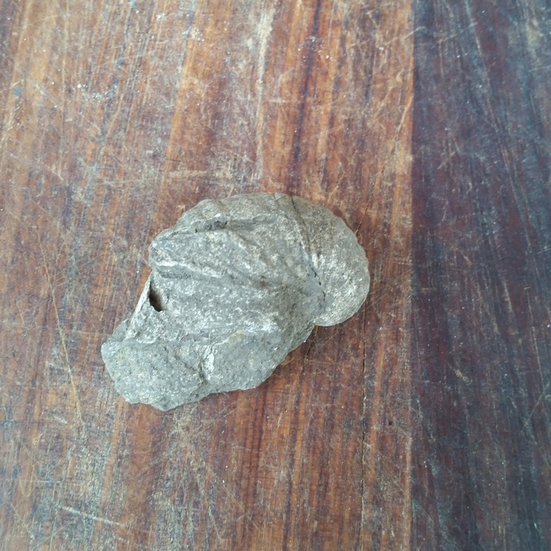 Unique Wine Lover Gift of French Vineyard Gryphaea Fossil from ancient Jurassic seabed in Burgundy France.