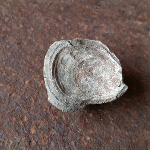 Op de afbeelding: Een close-up van een fossiele schelp met een cirkelvormig patroon. De schelp is lichtgrijs en heeft een ruwe textuur. Het ligt op een roestig metalen oppervlak.