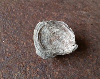 Jurassic DEVILS TOENAIL FOSSIL from ancient Bourgogne, France seabed. Fossilized Gryphaea Oyster Shell from a French vineyard.