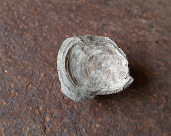 Jurassic DEVILS TOENAIL FOSSIL from ancient Bourgogne, France seabed. Fossilized Gryphaea Oyster Shell from a French vineyard.