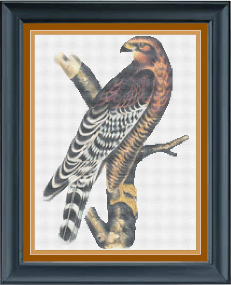 Majestic Falcon Beautiful Hawk Stunning Bird Of Prey image 1