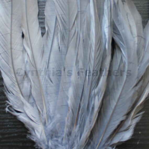 WHITE Rooster Tail Feathers 25 pack 9-12 long