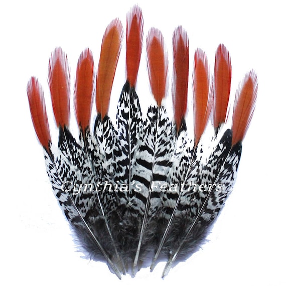 Fly tying 50 Cock Pheasant Wing Feathers 6/" Crafting 7/"