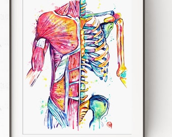 Muscular Anatomy Art, Anatomical Watercolor Painting, Anatomy Art, Massage Therapist Gift, Physio Artwork, Med School grad, nurse gift