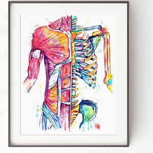 Muscular Anatomy Art, Anatomical Watercolor Painting, Anatomy Art, Massage Therapist Gift, Physio Artwork, Med School grad, nurse gift
