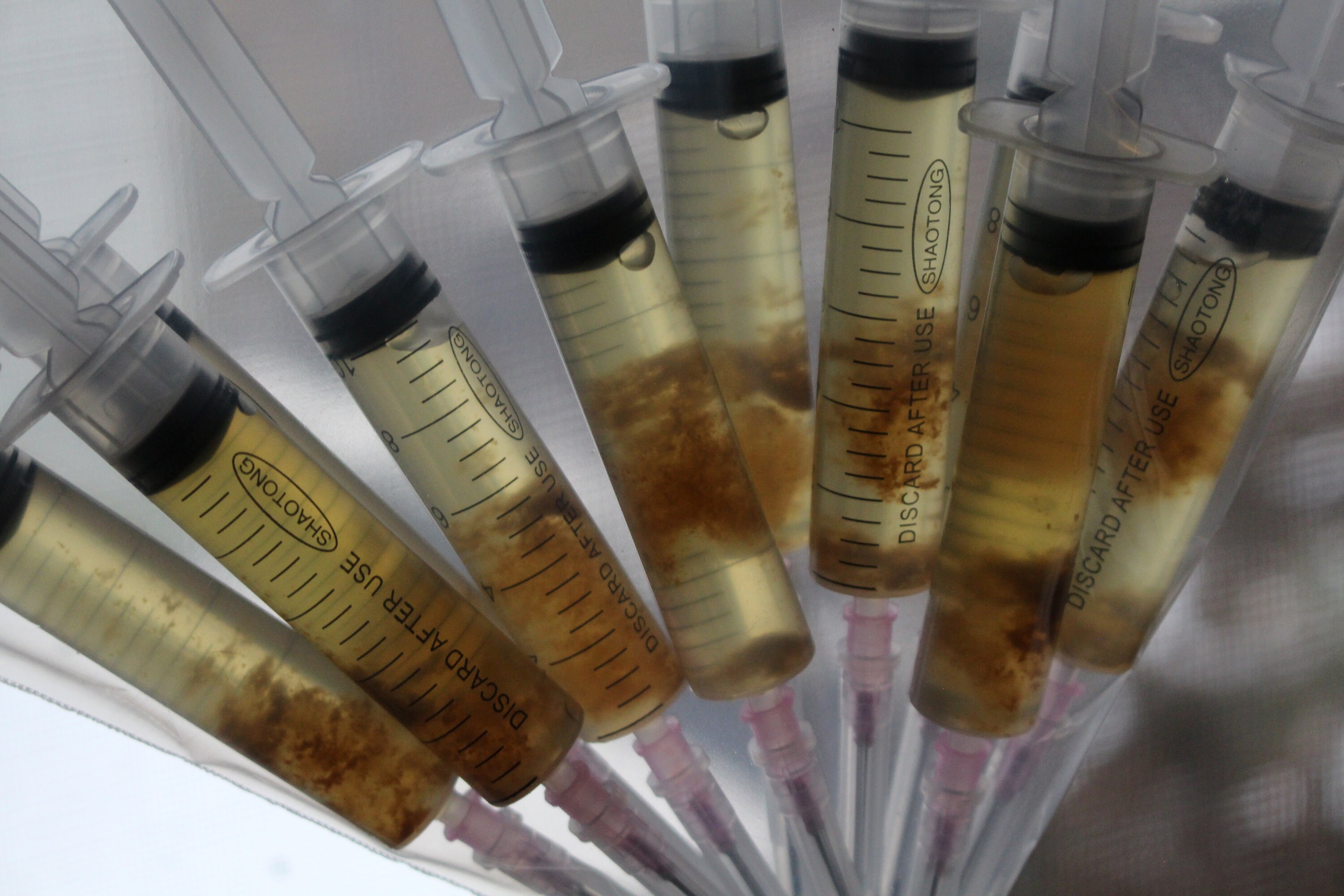 10ml/cc Gray Morel Mycelium Liquid Culture Etsy