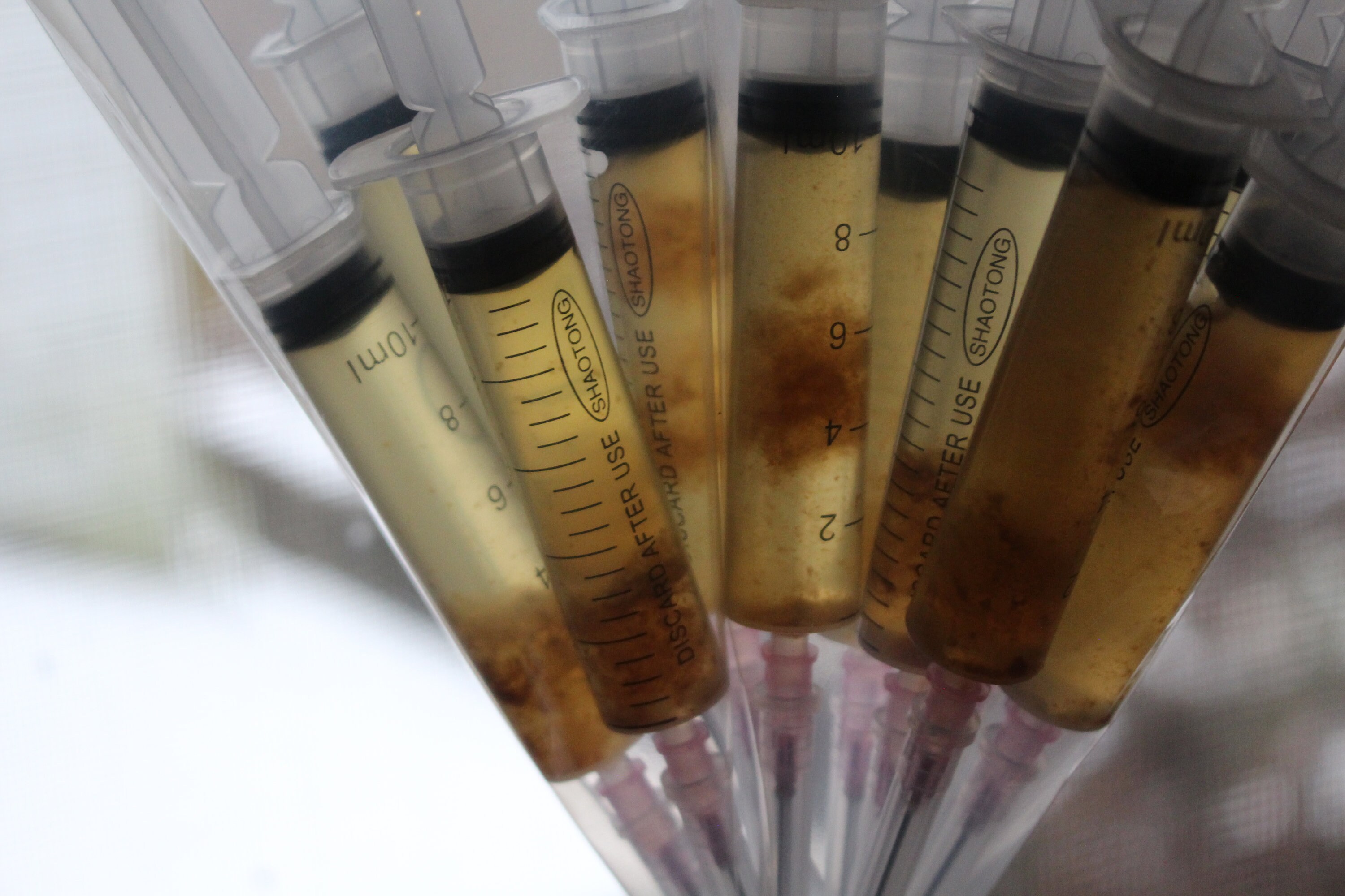 10ml/cc Gray Morel Mycelium Liquid Culture Etsy