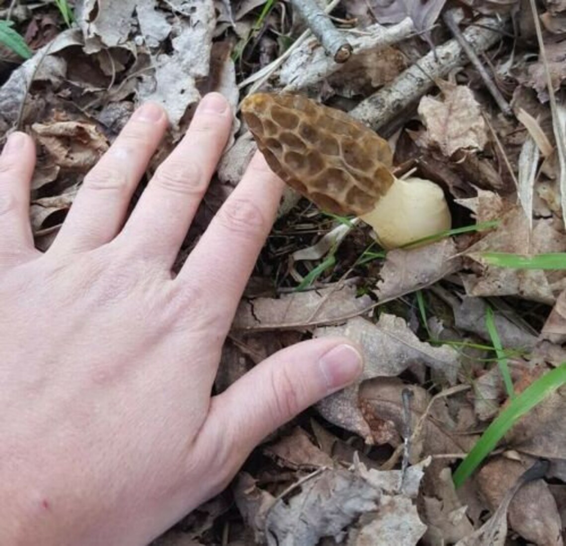 10ml/cc Gray Morel Mycelium Liquid Culture Etsy