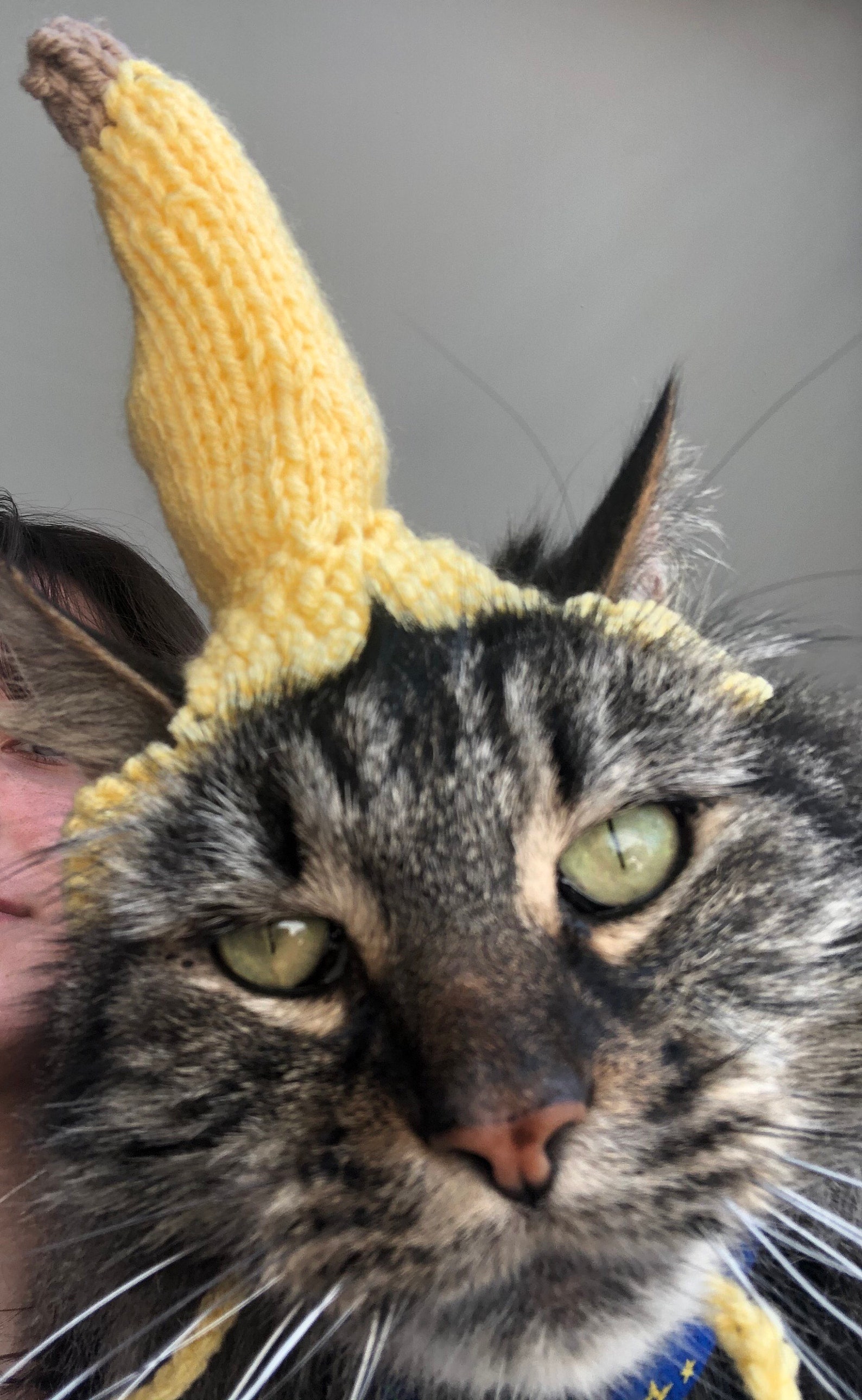 Banana Cat Hat // Tropical Cat Hat // Vacation Cat Hat // Hand Etsy