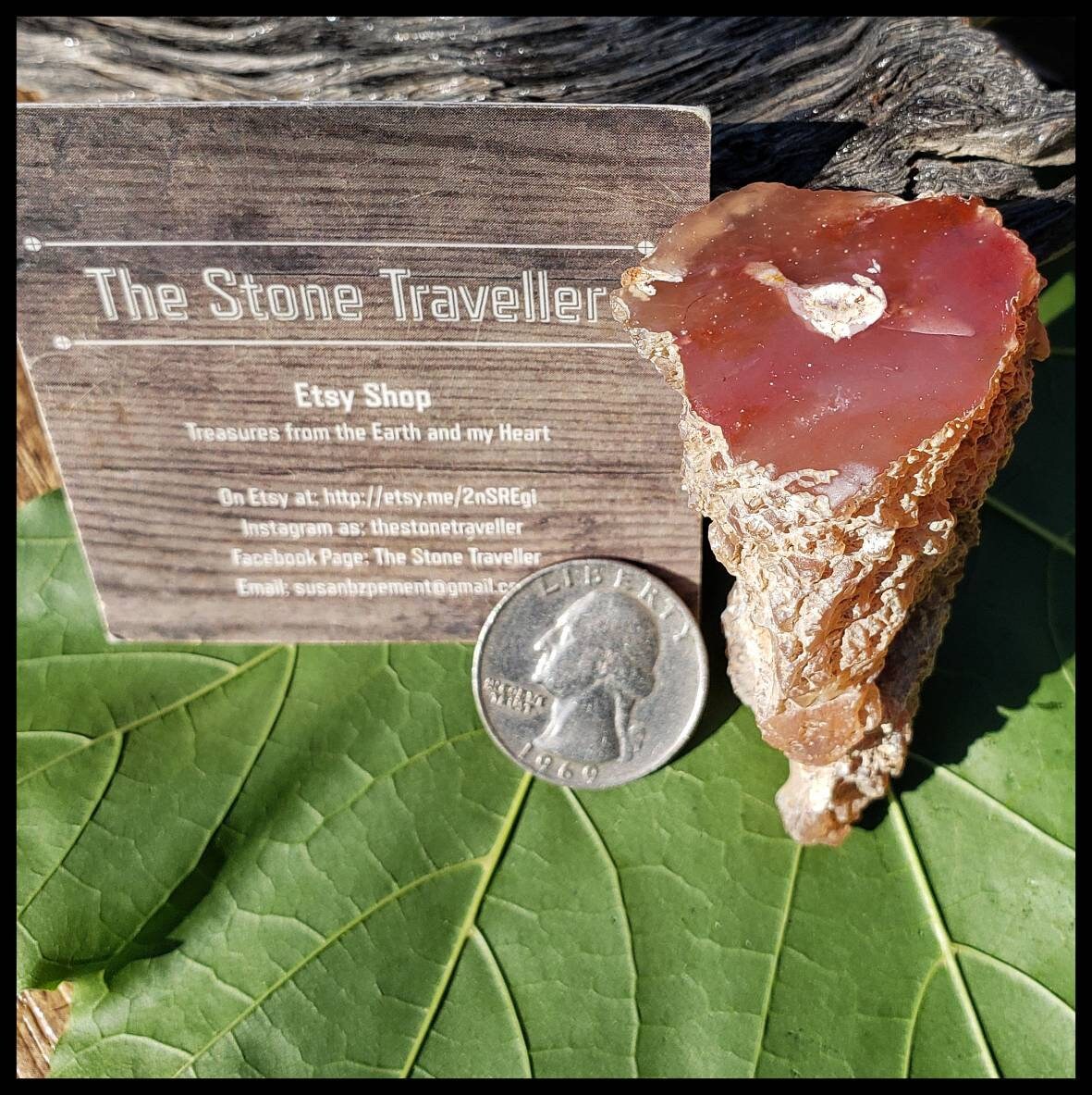 Stunning Limb Cast Specimen. Face Polished. Home Decor Etsy