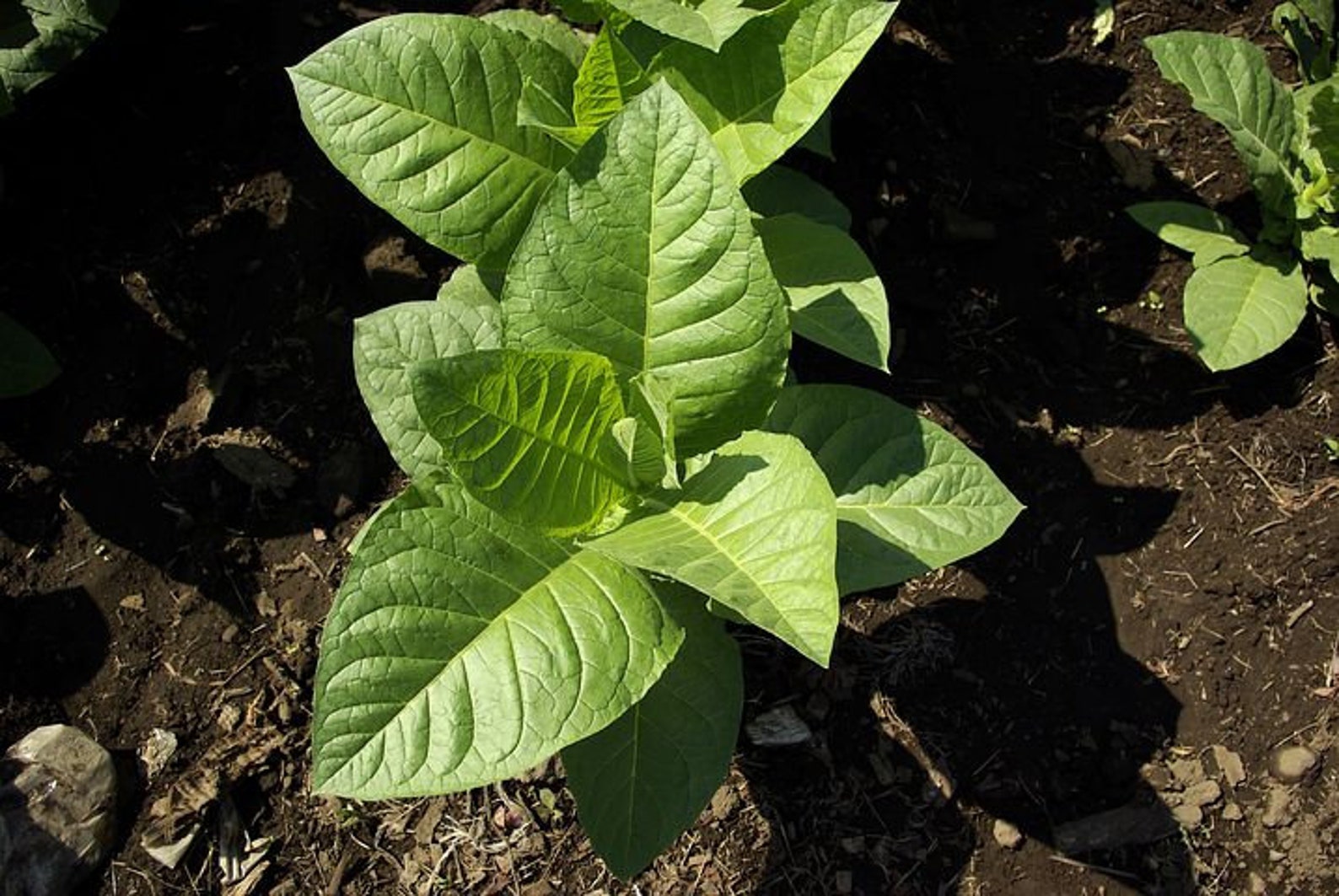 Grow Your Own Tobacco Kit Golden Virginia Etsy UK