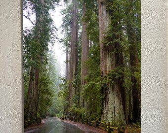 May include: A photograph of a road winding through a forest of tall redwood trees. The road is wet, and the trees are green with brown bark. A wooden fence lines the road.