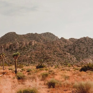 May include: A wide shot of a desert scene with Joshua trees and a mountain range. The ground is covered in dry vegetation and reddish-brown soil. The sky is overcast, resulting in a subdued colour scheme.