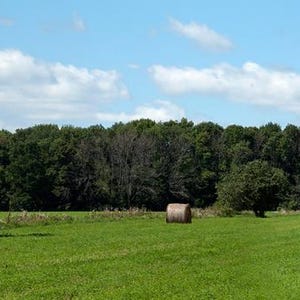 May include: A panoramic view of a field with rolled hay bales scattered across the green grass. A line of trees forms the horizon under a blue sky with fluffy white clouds. The image captures a rural, agricultural setting.