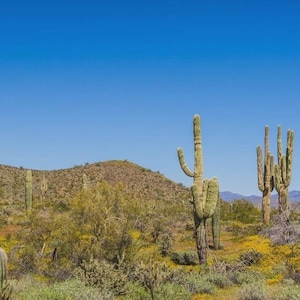 May include: A wide shot of a desert scene under a bright blue sky. Tall saguaro cacti are prominent, alongside other desert plants. The landscape is sunny, with a mountain range visible in the background, creating a sense of depth.