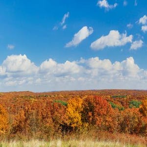 May include: A wide shot of an autumnal forest under a blue sky with fluffy white clouds. The trees are a mix of red, orange, and yellow, creating a colourful landscape. The scene evokes a sense of natural beauty.
