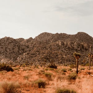 HO/N Scale Model Train Poster Board Background Image Joshua Tree Vista Reverse (13"x39")
