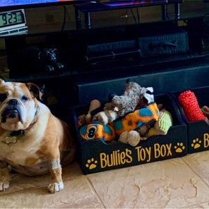 Dog in a online box toy shop