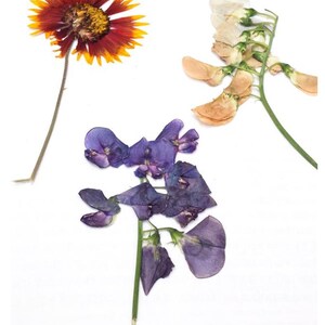 Flower and Leaf Press Botanical Prints Bridesmaid Gift Summer Kids Natural Toy DIY Art Handmade Dried Flower Art image 5