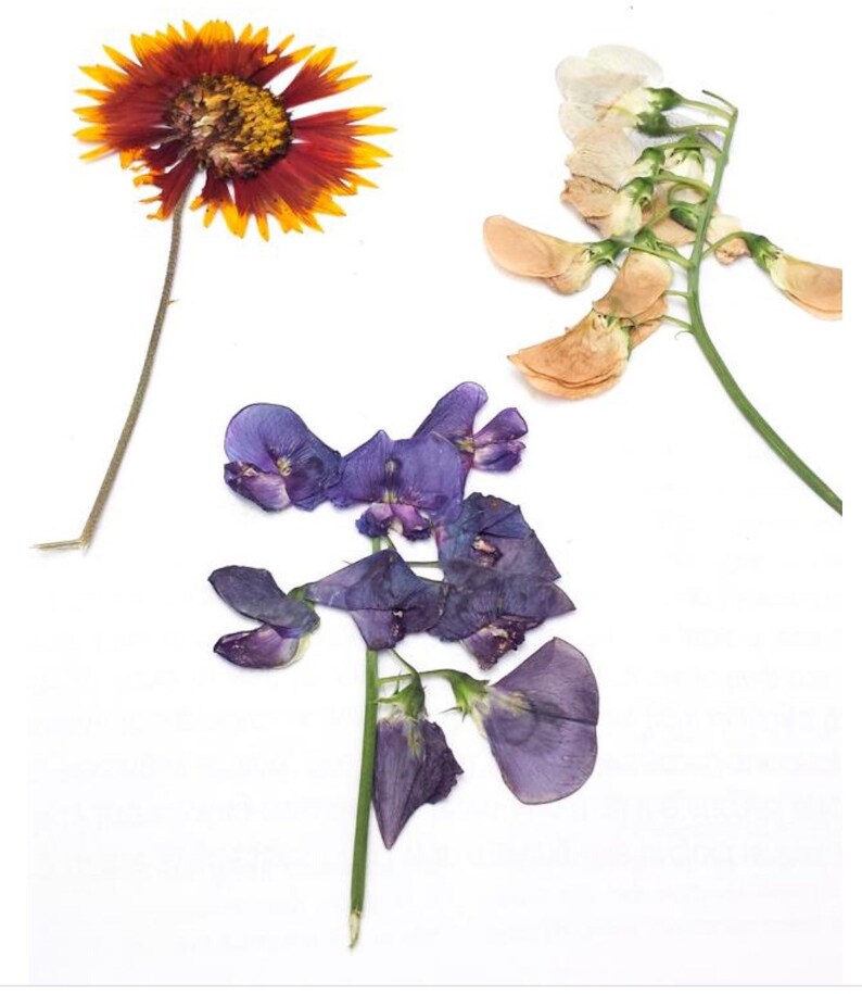 Flower and Leaf Press Botanical Prints Bridesmaid Gift Summer Kids Natural Toy DIY Art Handmade Dried Flower Art image 5