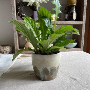 Könnte beinhalten: Eine einzelne weiße Gerbera mit dunkler Mitte und langen, gezackten grünen Blättern, gepflanzt in einem zylindrischen Keramiktopf mit reaktiver Glasur in den Farben Creme, Hellblau und Erdbraun am unteren Rand des Gefäßes.