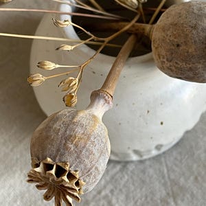 May include: A close-up of a small, white ceramic vase holding dried floral elements. The arrangement includes seed pods and delicate, dried stems in shades of beige and brown. The vase has a textured surface.