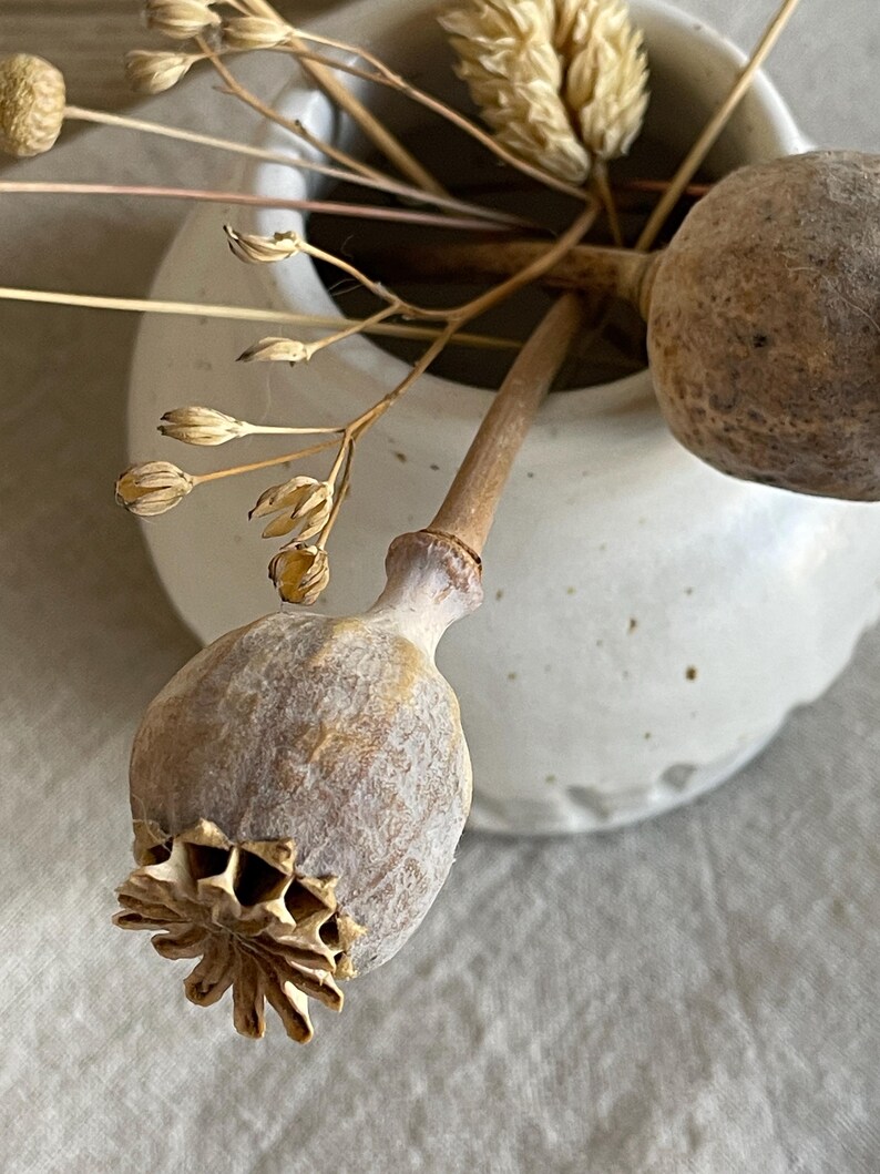 May include: A close-up of a small, white ceramic vase holding dried floral elements. The arrangement includes seed pods and delicate, dried stems in shades of beige and brown. The vase has a textured surface.