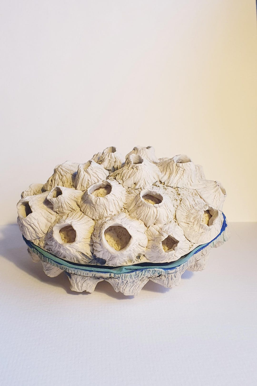 Barnacle Trinket Box - Etsy UK