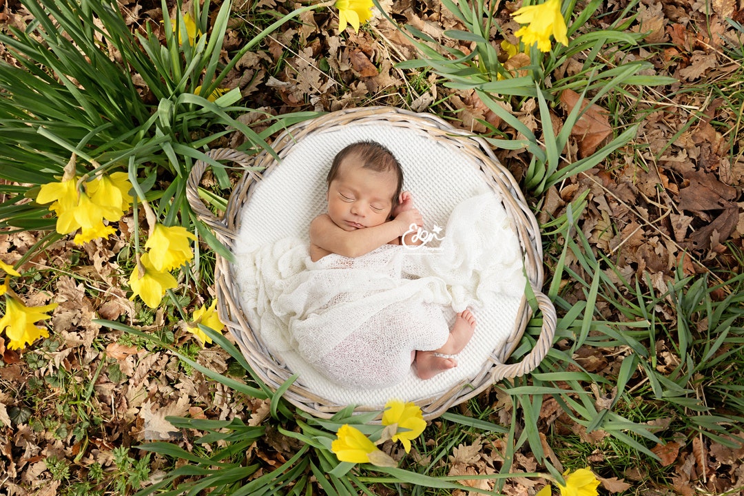 Digital Download Backdrop Spring Flowers Daffodils Field, Basket, Wood ...